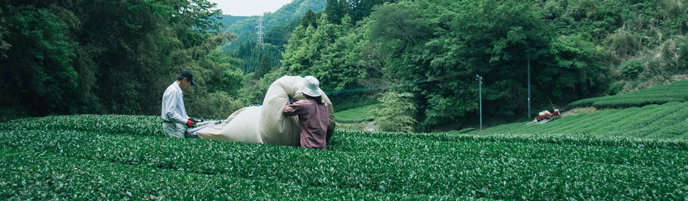 Chiyonoen Tea Garden - yumenet.live