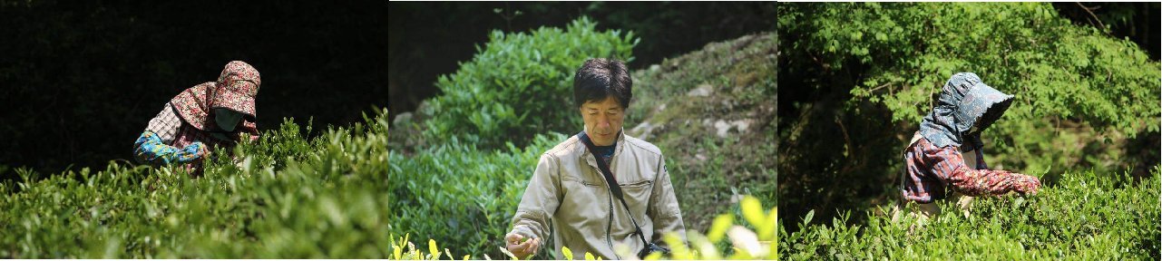 Kajihara Tea Garden - yumenet.live