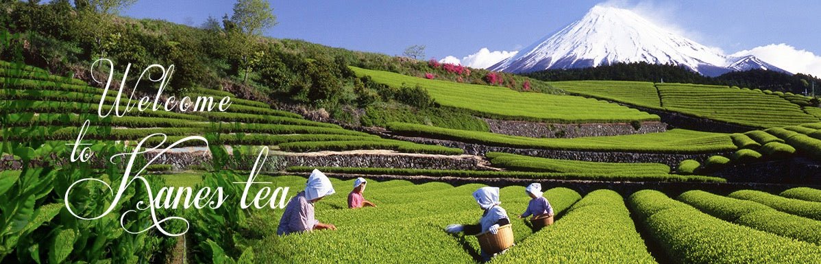 Kanes Tea Factory - yumenet.live