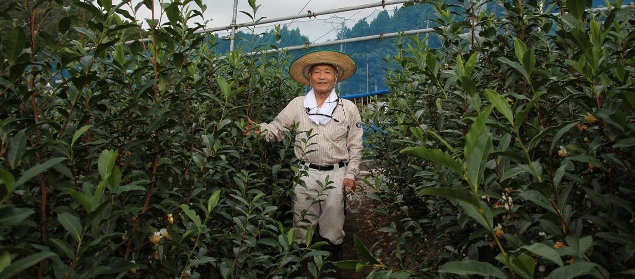 Kaneta Ota Tea Garden - yumenet.live