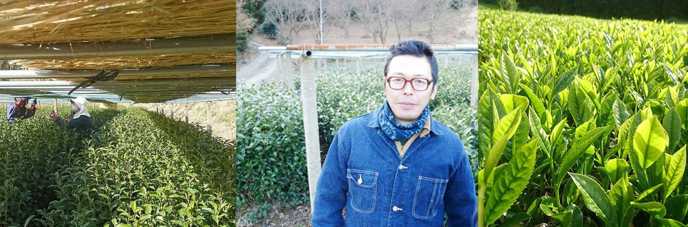 Kuma Tea Gardens - yumenet.live