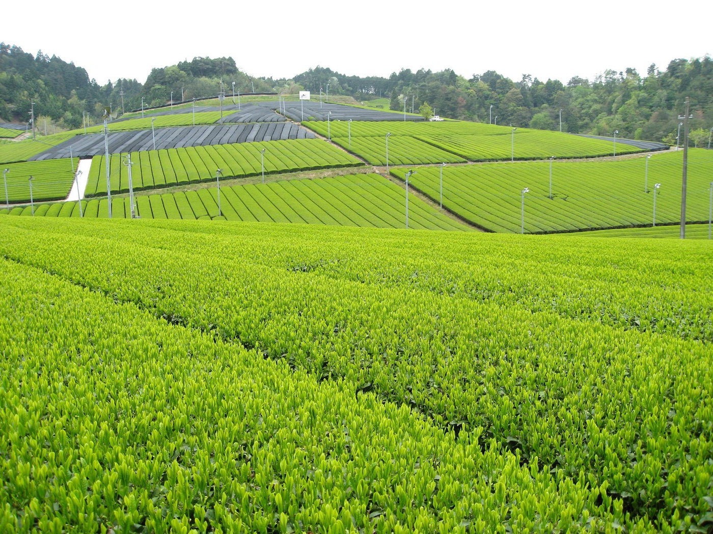 Kyoto Tea Agricultural Cooperative - yumenet.live