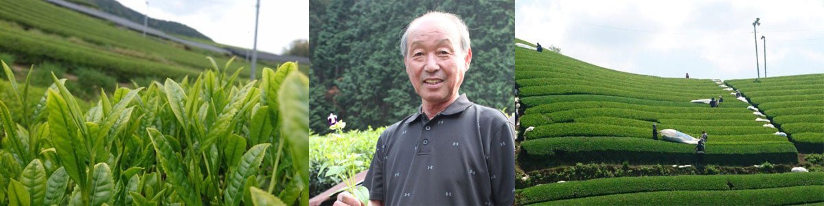 Nakai Tea Farm - yumenet.live