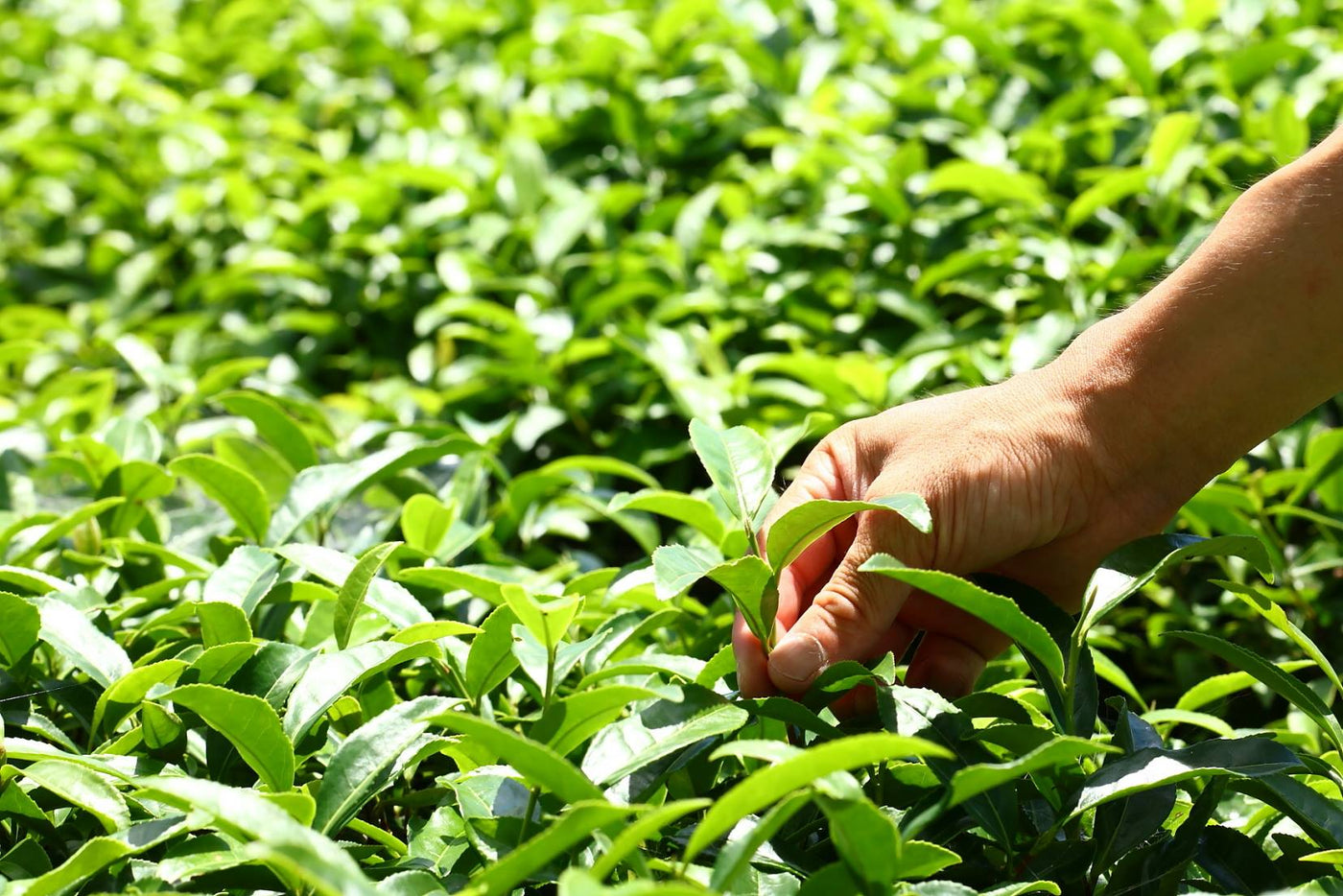 Oguri Tea Farms - yumenet.live