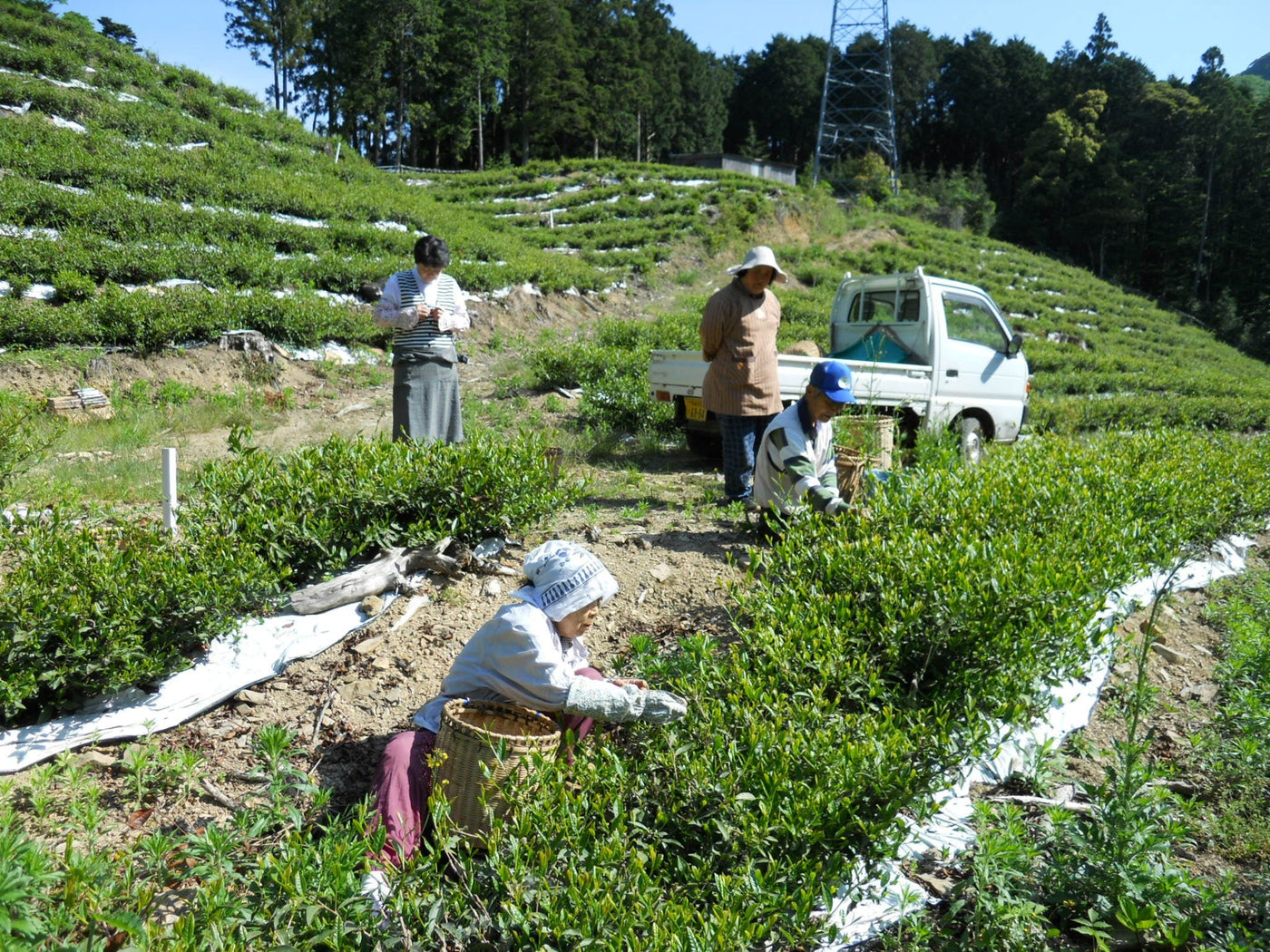 Oishi Tea Farm - yumenet.live