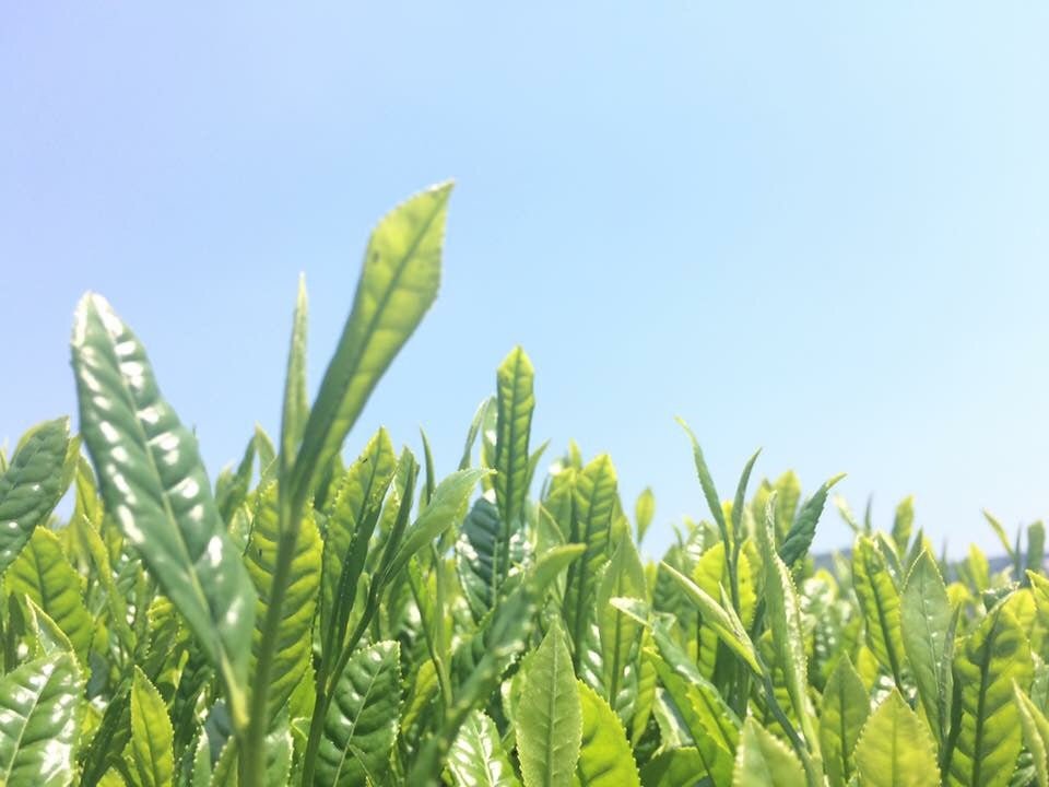 Tea Connoisseur Collection - Single Cultivar, Single Garden - yumenet.live