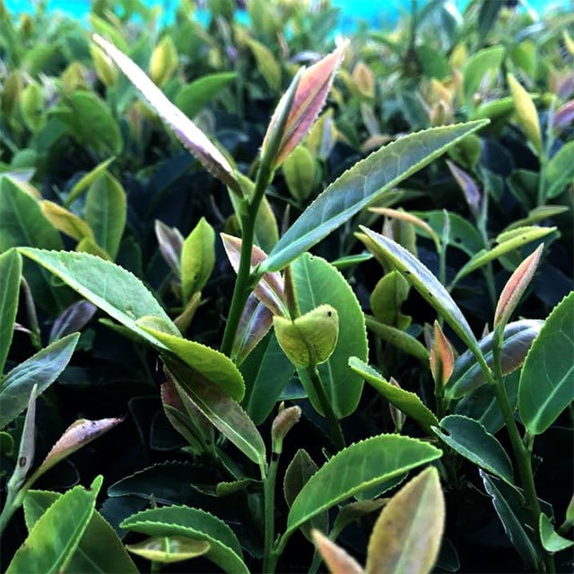 #0846.S5 村上茶園 山育ちセカンドフラッシュ和紅茶 べにふうき紅茶 和紅茶べにふうき