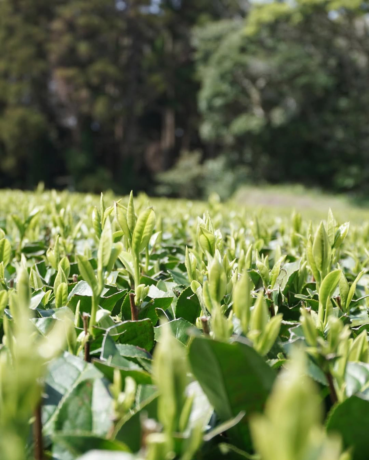 #0898.K2 Iba Yu Tea Garden: Tanegashima Single Cultivar Sencha - Yabukita (micro batch, limited)