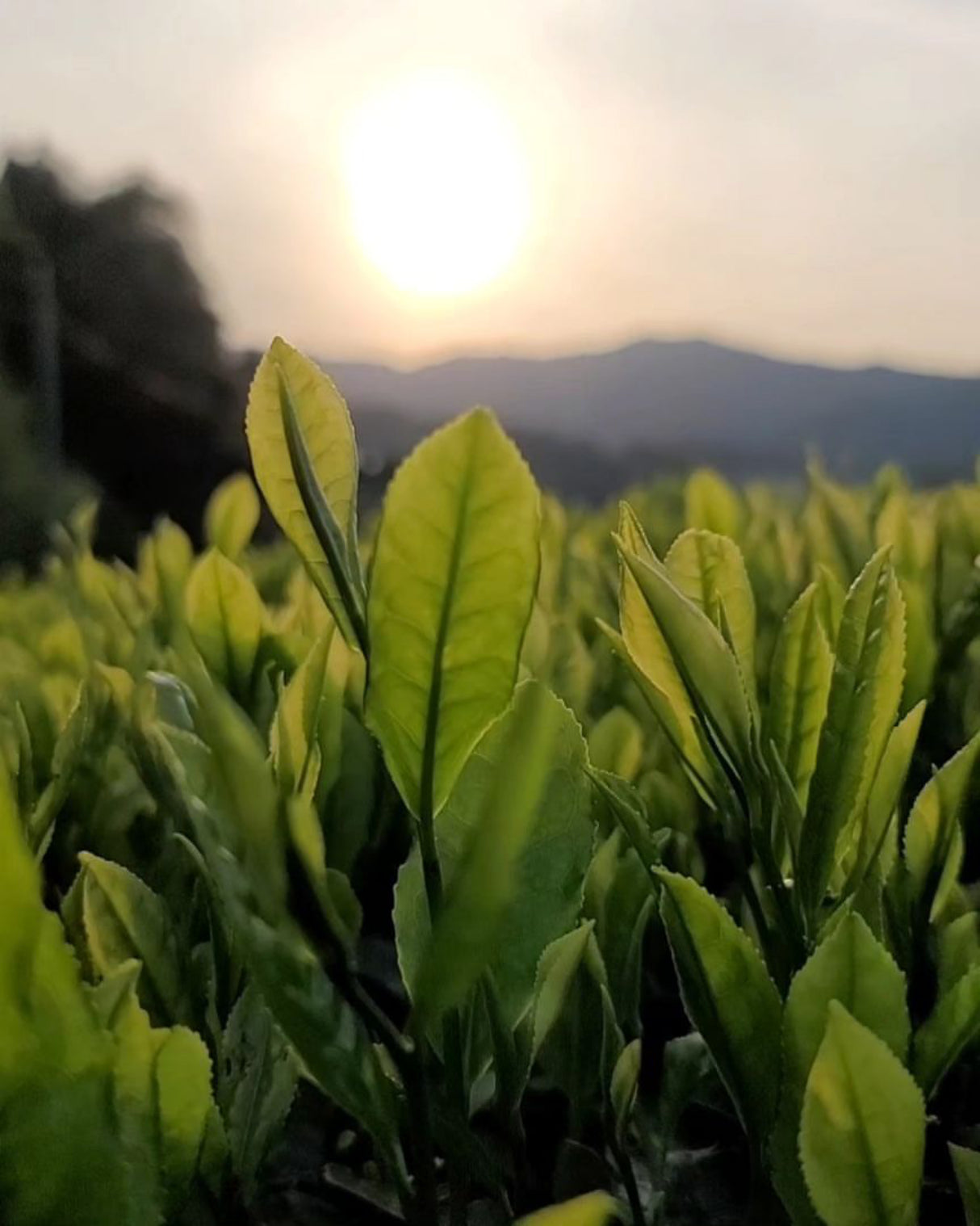 #0089.K6 あずま茶園:日本紅茶 アサヒ品種