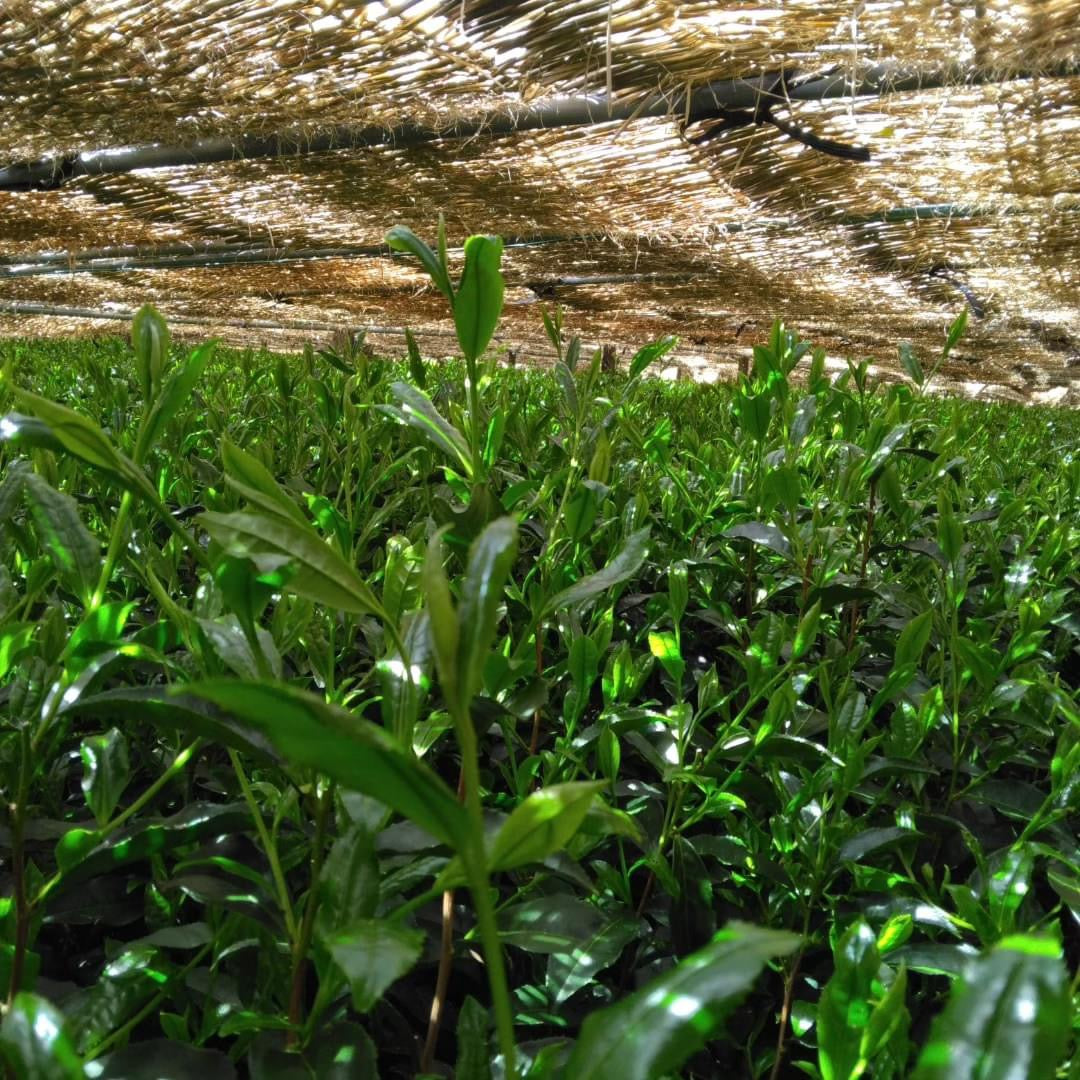 Teal leaf shading - Kuma Tea Garden: Yamecha Saemidori Heritage Grade Gyokuro Tenkaichi - 71st All Japan Tea Competition Grand Prize Winning Garden - yumenet.live