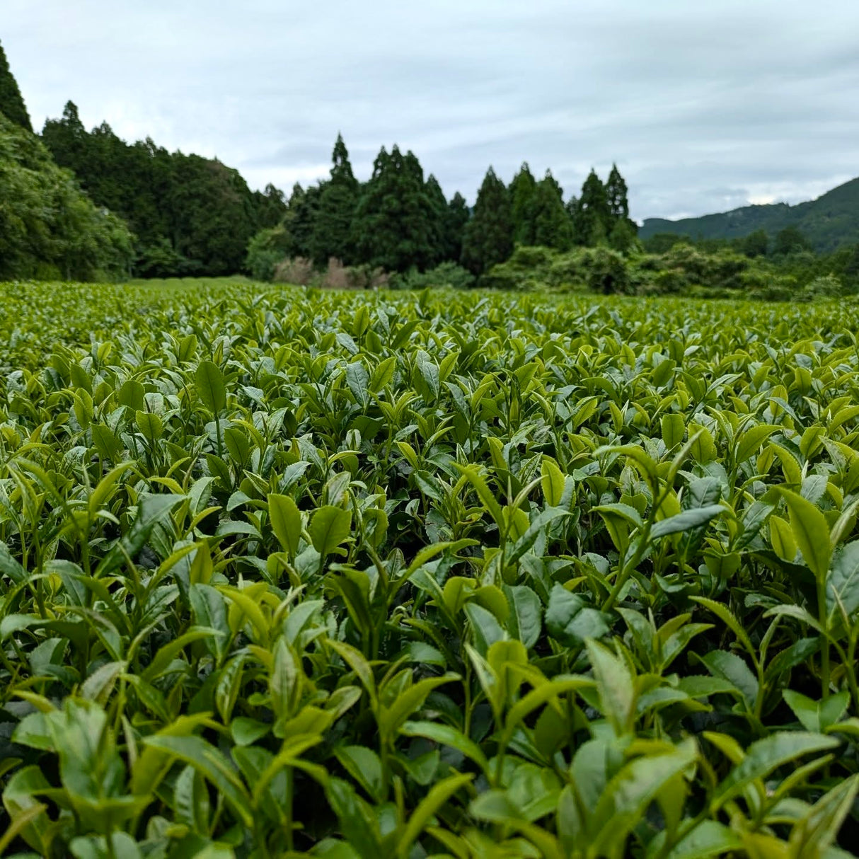 Available again in Mid JULY #0438.F2 Kuma Tea Garden: Yamecha Mountain-Grown Fukamushicha Yabukita & Okuyutaka Blend