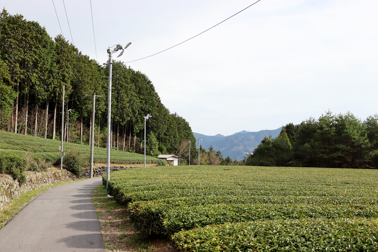 #1055.G1 新田製茶: インペリアル煎茶 (かぶせ茶)