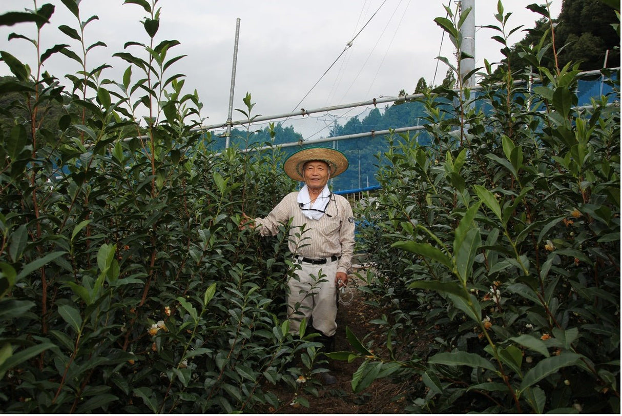 Kaneta Ota Tea Garden: Micro batch 2022 Sencha, Single Cultivar Yume Suruga - yumenet.live
