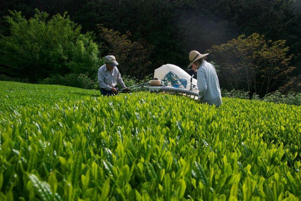 Ayumi Farms (Cyittorattu): 2022 Sencha that Laughs with the Mountains 山と笑う煎茶 - yumenet.live