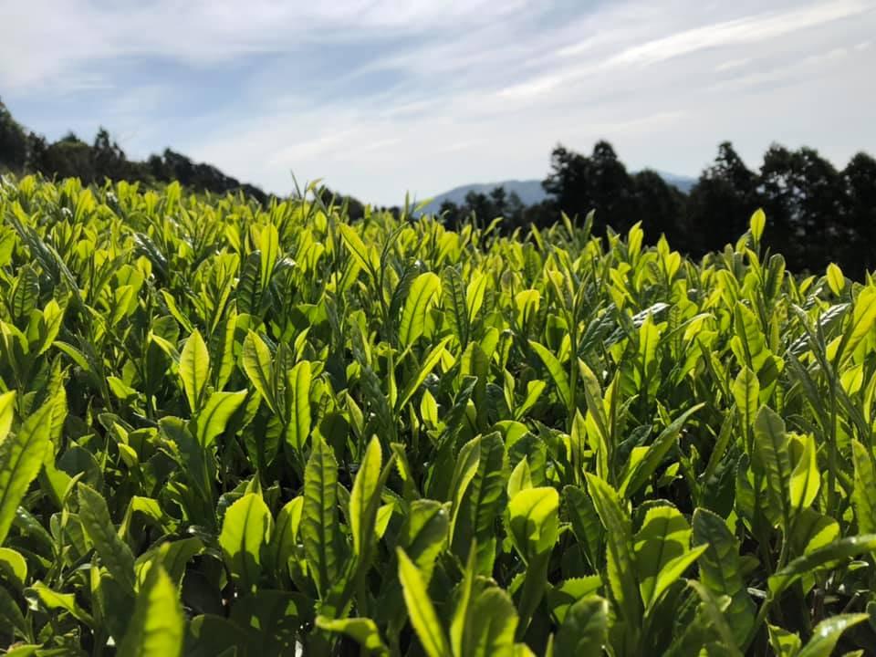 Ayumi Farms (Cyittorattu): 2022 Sencha that Laughs with the Mountains 山と笑う煎茶 - yumenet.live