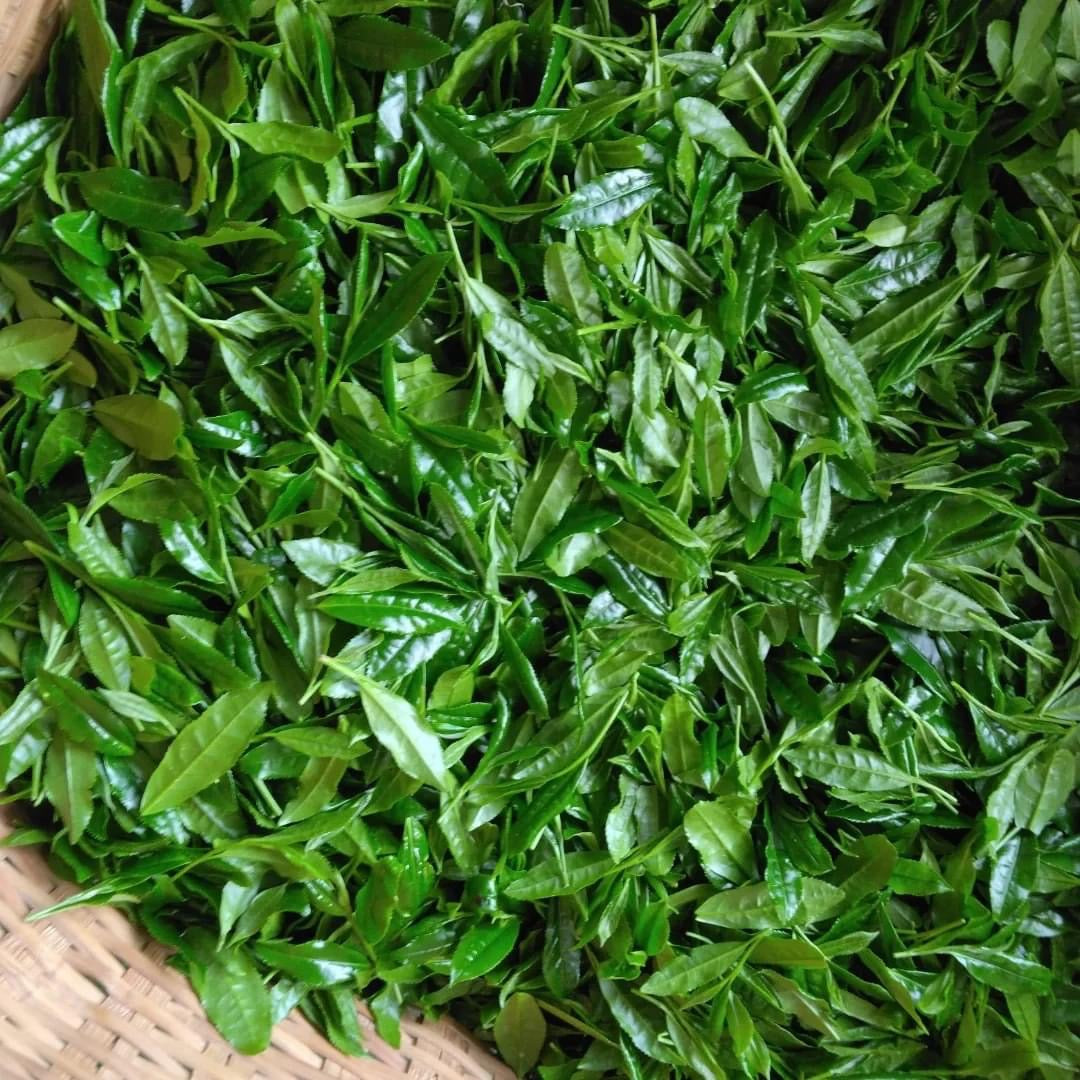 Teal leaf hand picking Kuma Tea Garden: Yamecha Saemidori Heritage Grade Gyokuro Tenkaichi - 71st All Japan Tea Competition Grand Prize Winning Garden - yumenet.live