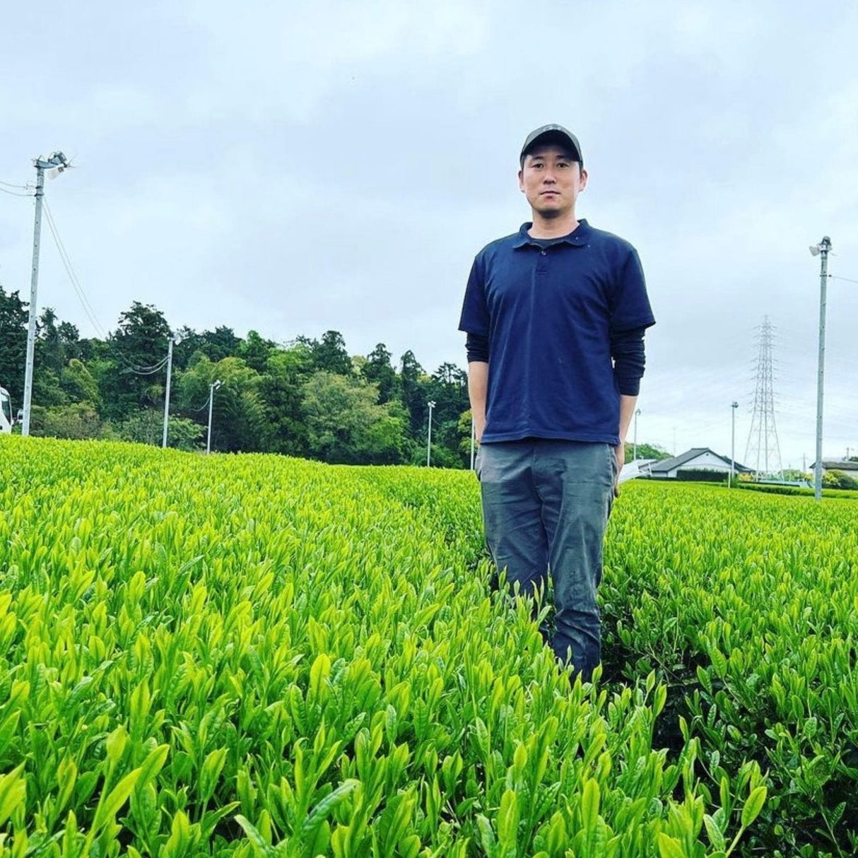 #0640.S5 周智茶園:深蒸し茶、きらり31単一品種、日本茶アワードプラチナメダル受賞、長田茶精製 きらり31深蒸し茶