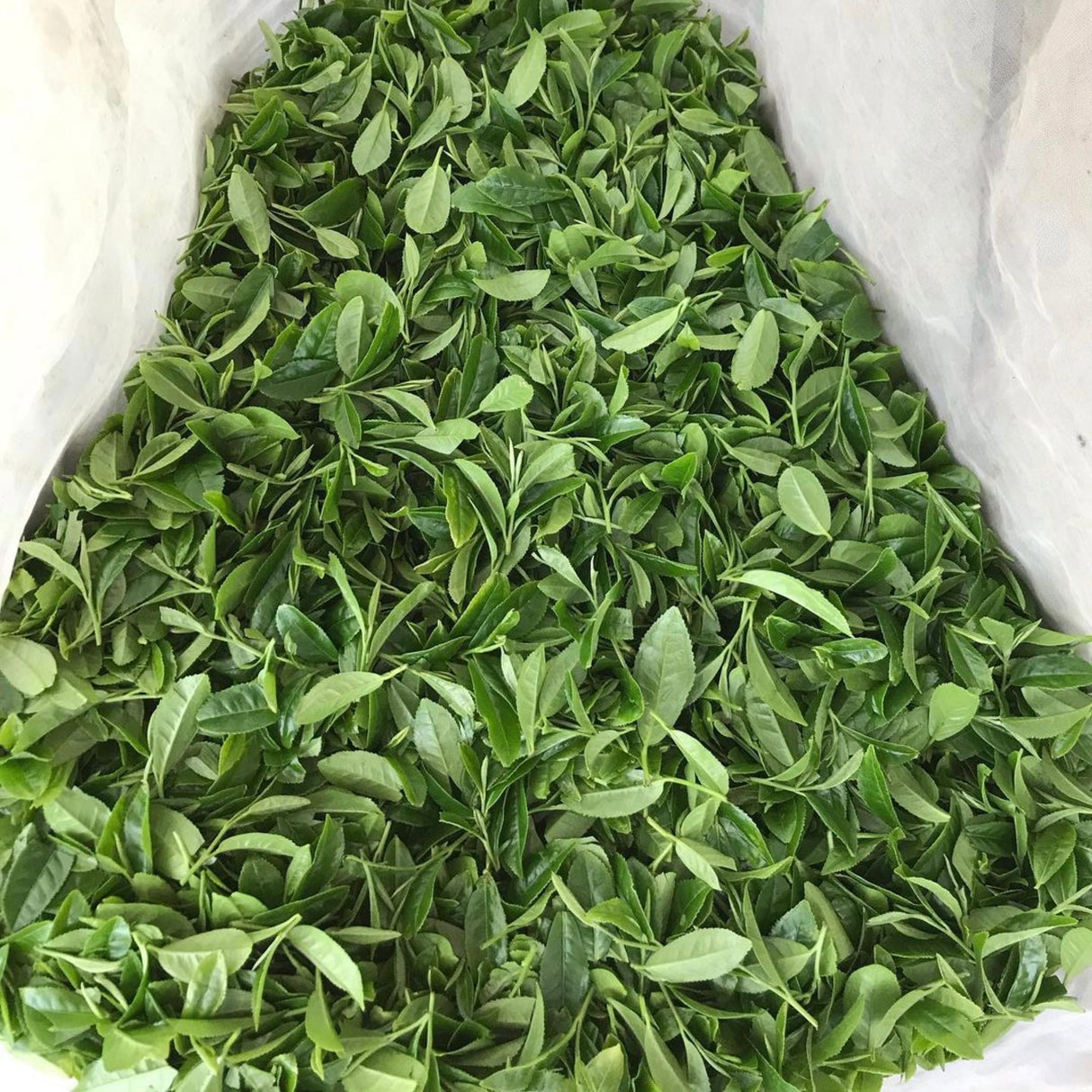 Tea Leaf Harvesting in Tanegashima Island, Kagoshima, Japan