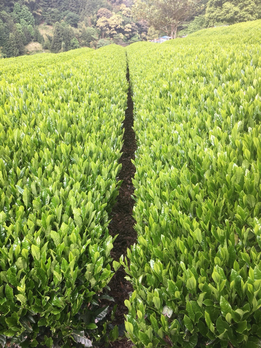 Kiyosawa Tea Gardens: Shizuoka Spring Asamushi Sencha by Farmer Sugiyama Yachiyo - yumenet.live
