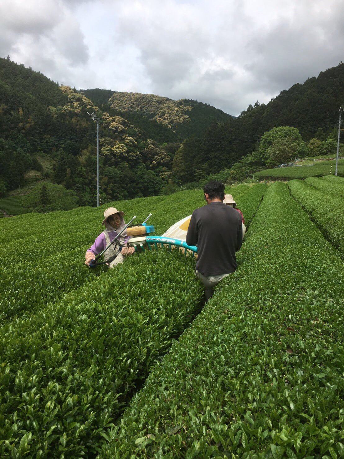 Kiyosawa Tea Gardens: Shizuoka Spring Asamushi Sencha by Farmer Sugiyama Yachiyo - yumenet.live