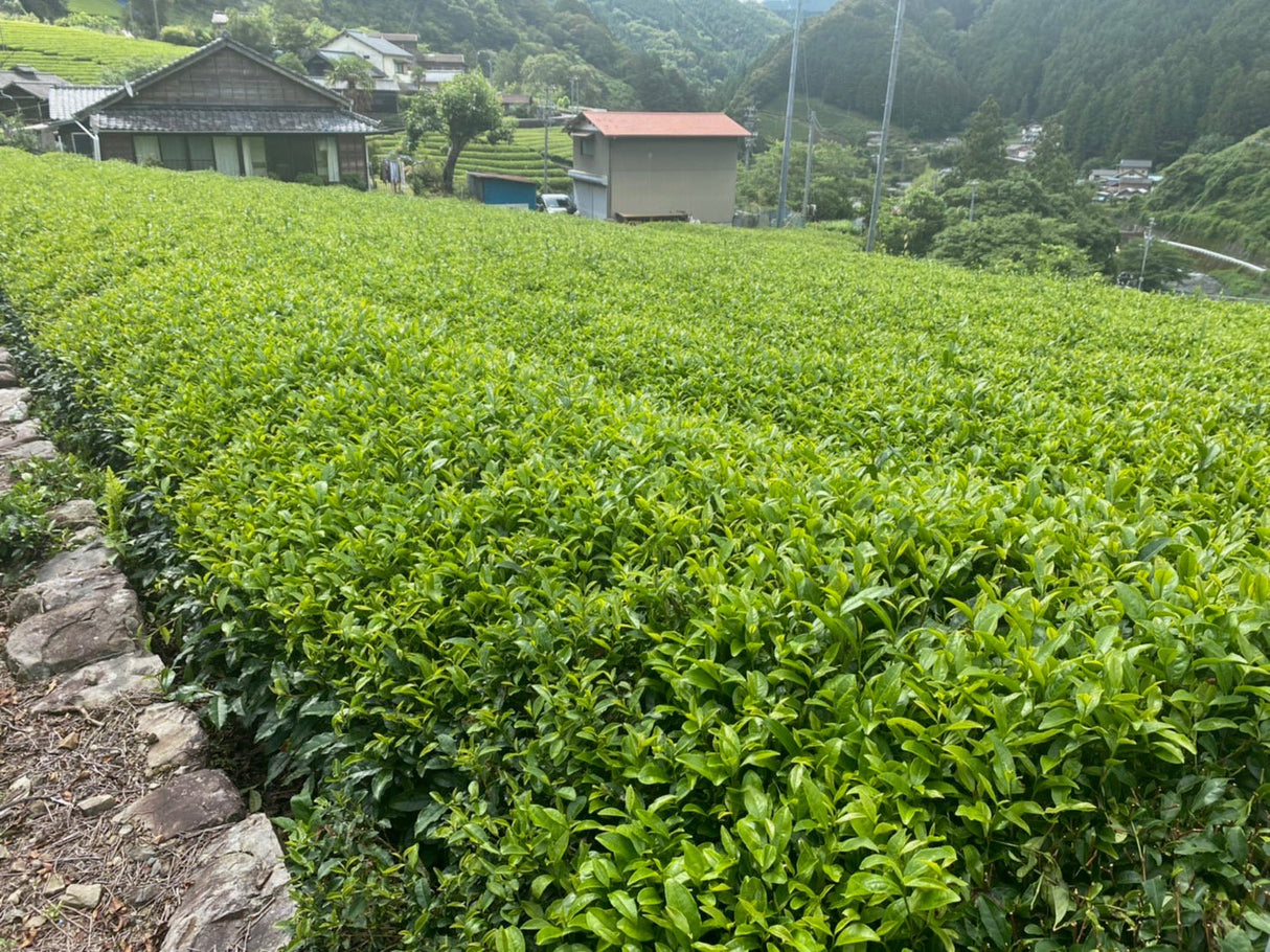 Kiyosawa Tea Gardens: Shizuoka Spring Asamushi Sencha by Farmer Sugiyama Yachiyo - yumenet.live