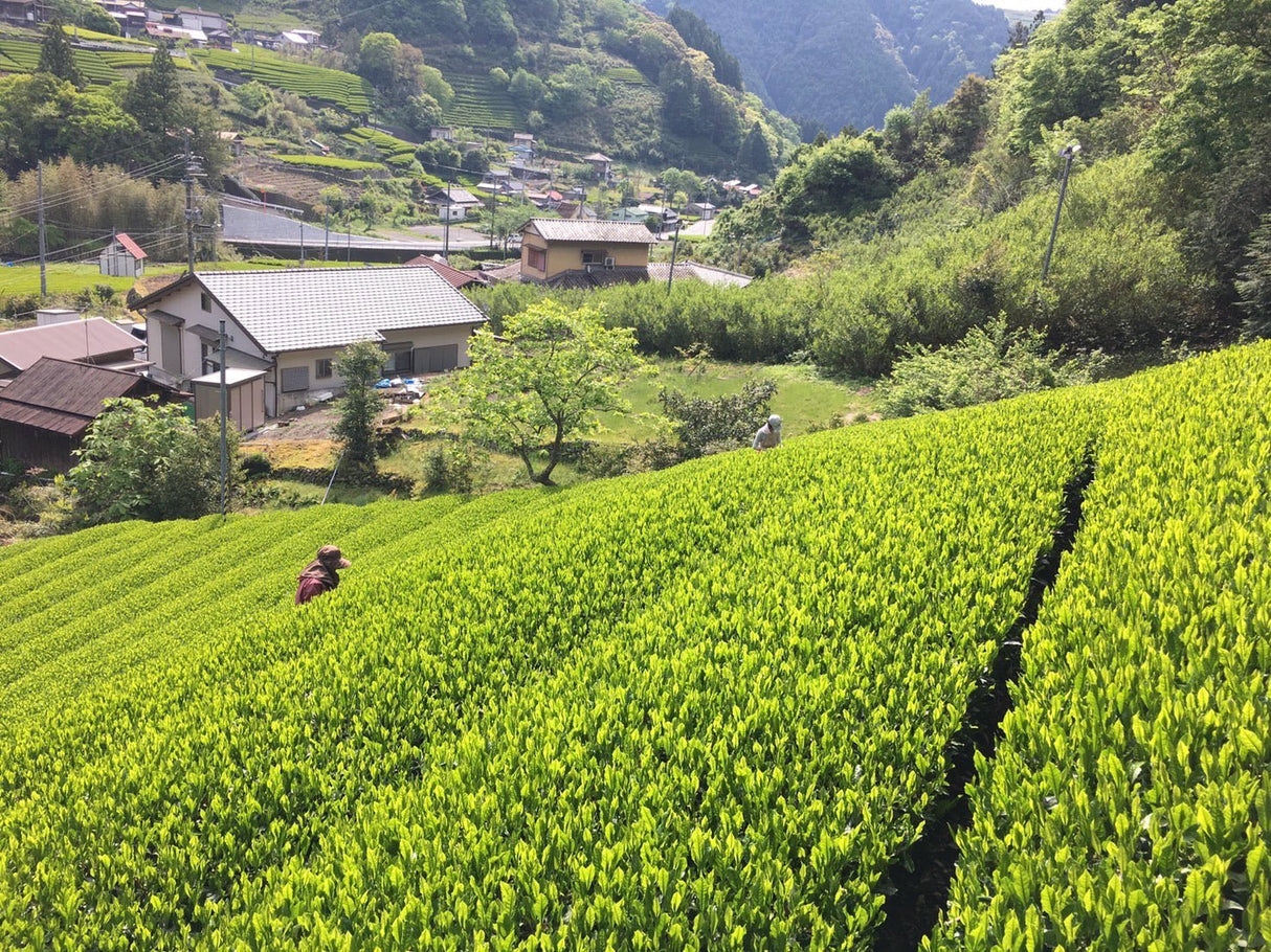 Kiyosawa Tea Gardens: Shizuoka Spring Asamushi Sencha by Farmer Sugiyama Yachiyo - yumenet.live