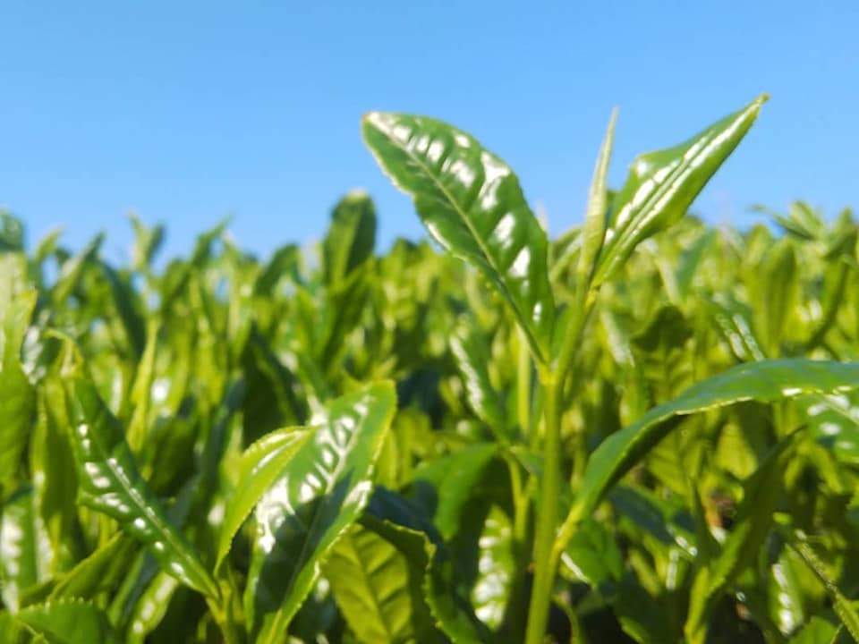 Kuma Tea Garden: 2022 Yamecha Mountain-Grown Sencha Yabukita 奥八女 上陽茶 やぶきた - yumenet.live