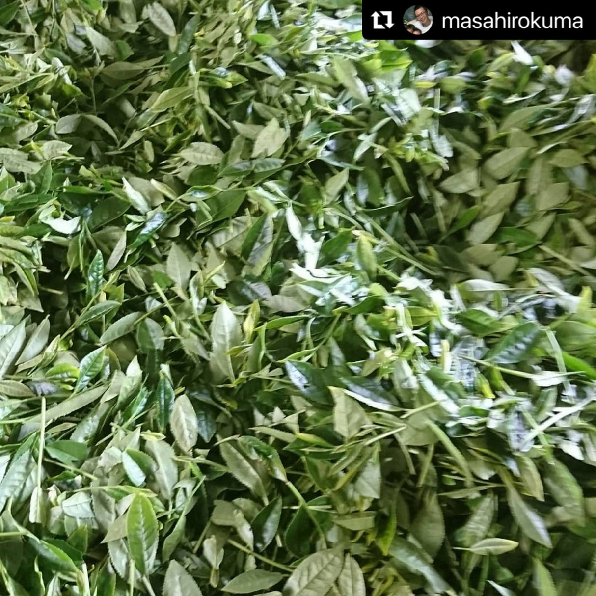 Kuma Tea Garden: Yamecha Mountain-Grown First Flush Spring Benifuuki Black Tea. - yumenet.live