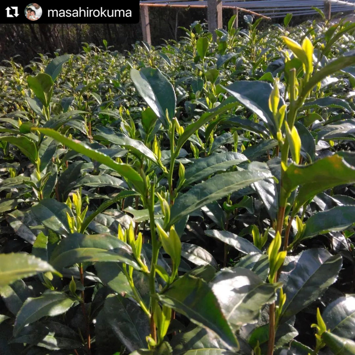 Kuma Tea Garden: Yamecha Saemidori Heritage Grade Gyokuro Tenkaichi - 71st All Japan Tea Competition Grand Prize Winning Garden - yumenet.live