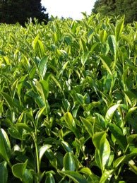 Mitocha NR005: Aged, Sun-dried Kamairicha Bancha 天日干し釜炒りばん茶 - yumenet.live