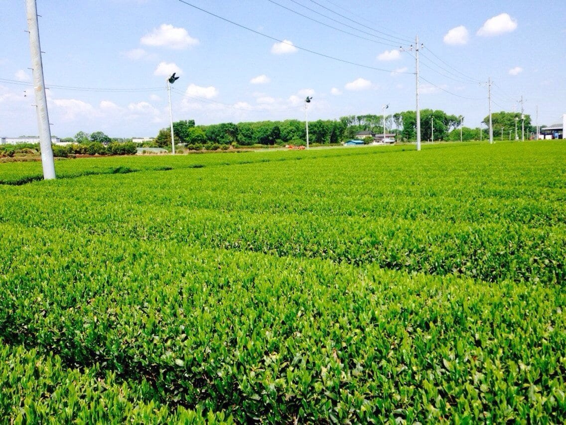 Morita Tea Garden #04: 2022 Sayama Karigane (Premium Stem Tea) 雁が音 - yumenet.live