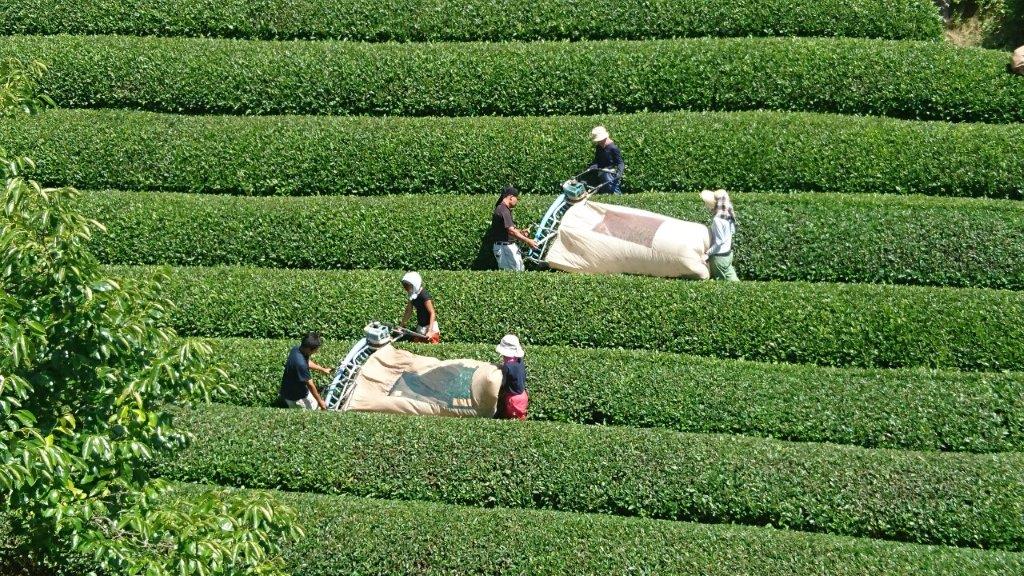 Nakai Tea Farm: Premium Yabukita Sencha from Wazuka Kyoto. Grown Without Pesticides - yumenet.live