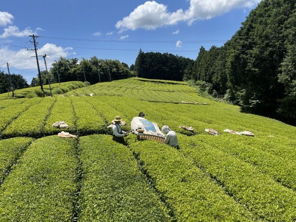 NaturaliTea: Genmaicha Brown Rice Green Tea, Grown Pesticide Free 無農薬茶:玄米茶 - yumenet.live
