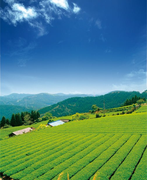Osada Tea: Organic Kamairicha Ichouka (Withered, Pan-Fired Green Tea) From Shizuoka, Zairai 有機釜炒り茶 - yumenet.live