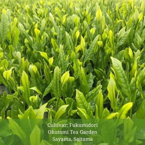 Withered Sencha Green Tea - #02 Fukumidori, Single Cultivar by Okutomi Tea Garden - yumenet.live