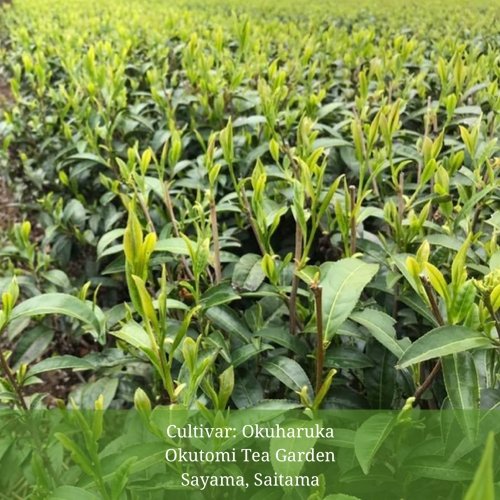 Withered Sencha Green Tea - #04 Okuharuka, Single Cultivar by Okutomi Tea Garden - yumenet.live