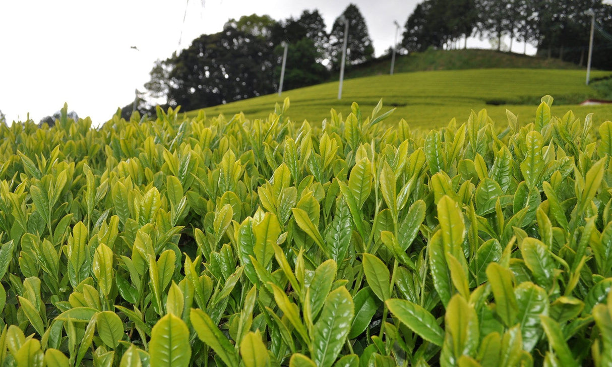 Zenkouen Tea Garden: #13 Yabukita Black Tea (JAS Organic) 有機栽培「わ」紅茶 - yumenet.live