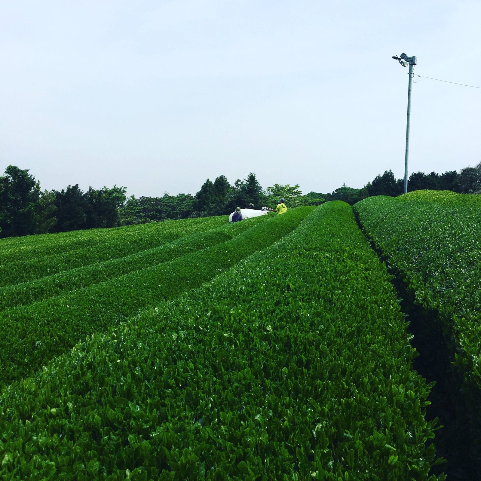 50 Major Tea Production Areas in Japan - An Evolving Project - yumenet.live