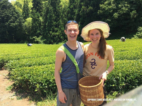 A Visit to the NaturaliTea Tea Farm and Making Black Tea in Shizuoka - yumenet.live