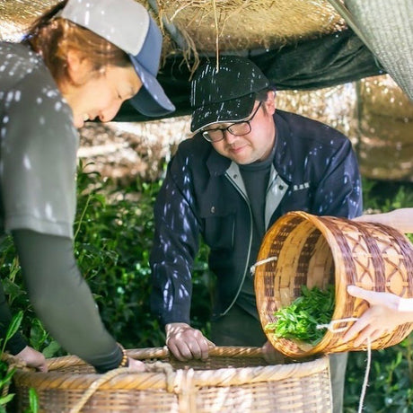 All About Shading in Japanese Tea Cultivation - yumenet.live