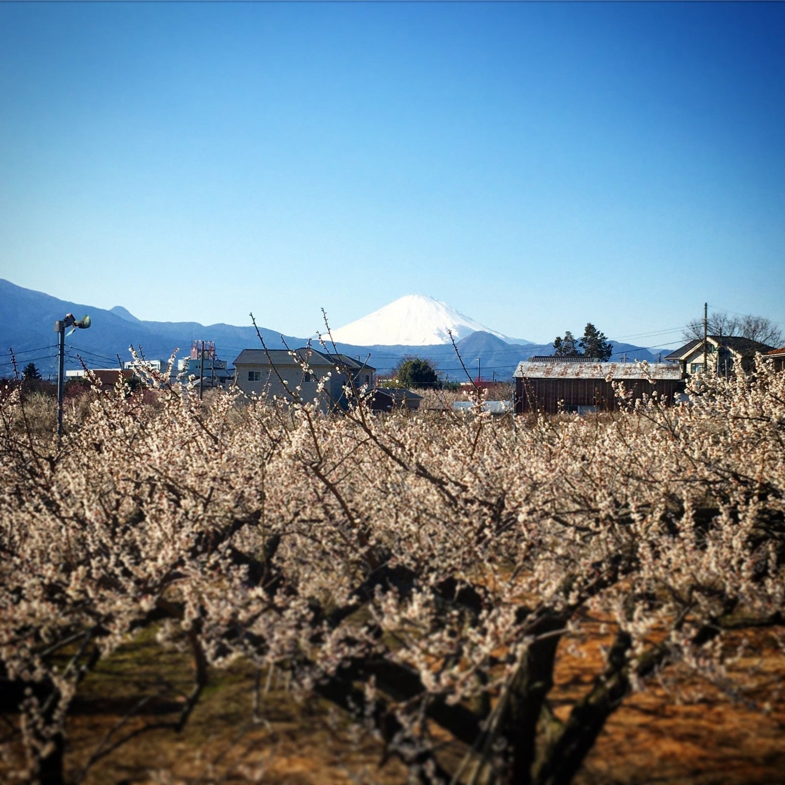 As spring begins to bloom... - yumenet.live