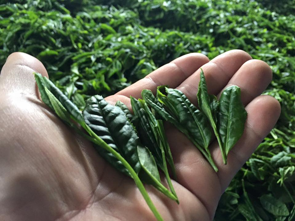 Befriending Japanese Tea Cultivars - yumenet.live