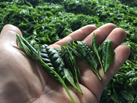 Befriending Japanese Tea Cultivars - yumenet.live