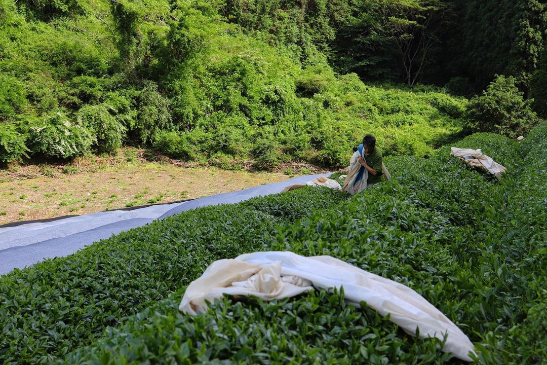Birthplace of Japanese Green Tea - Ujitawara - yumenet.live