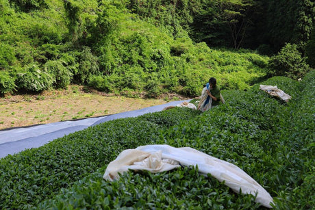 Birthplace of Japanese Green Tea - Ujitawara - yumenet.live
