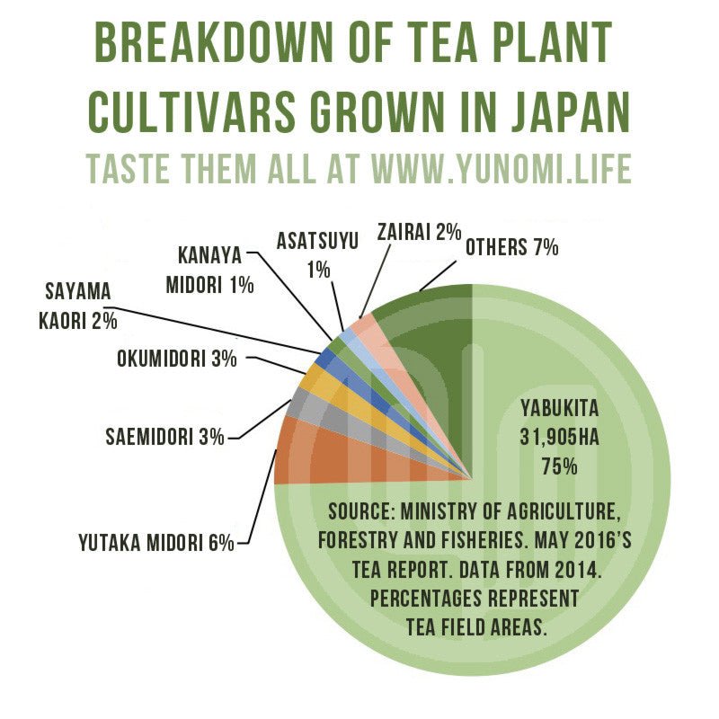 Breakdown of tea plant cultivars most commonly grown in Japan - yumenet.live
