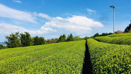 Climate Change and Tea Chemistry - yumenet.live