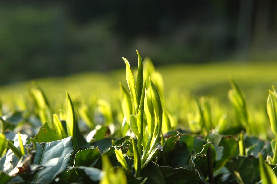Does the Best Gyokuro Come from Yame? - yumenet.live