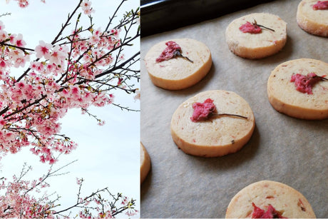 Eat and Taste Sakura Blossoms! - Sakura Biscuits Recipe - - yumenet.live