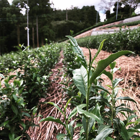 From Tea to Sea: Forests, Nutrient Dynamics and Tea Farming - yumenet.live